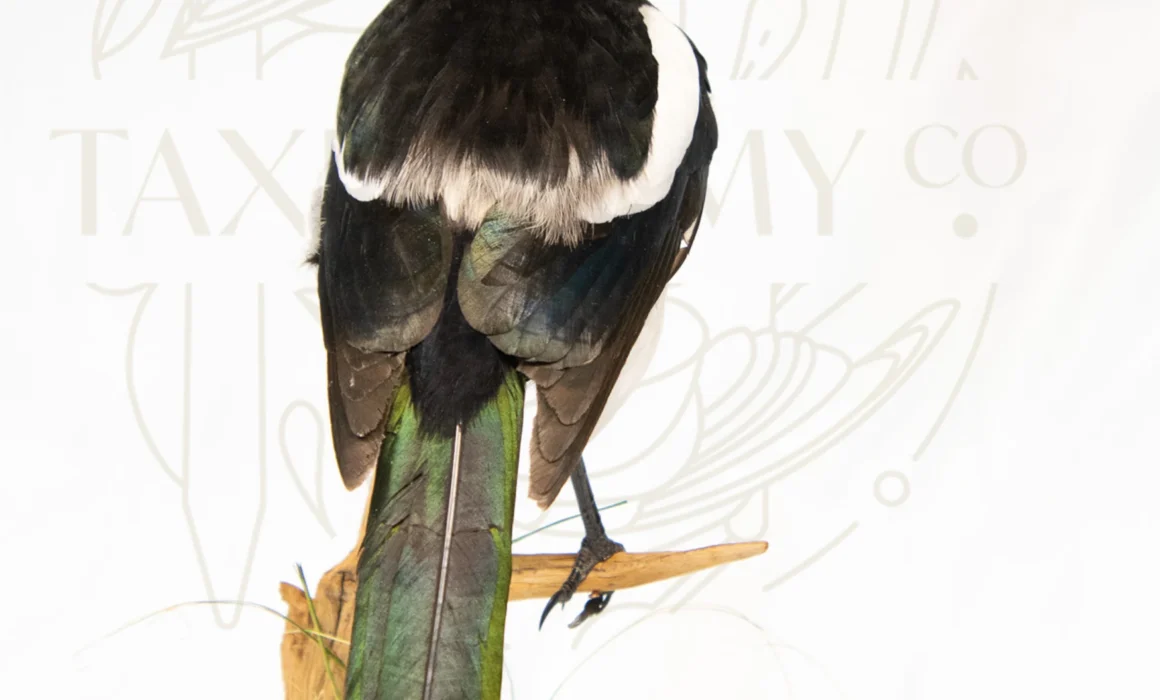Taxidermy Magpie Pica pica