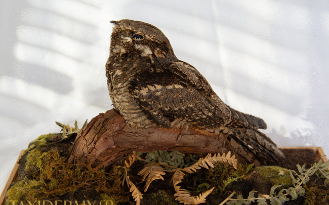 Taxidermy Nightjar (Caprimulgus europaeus)