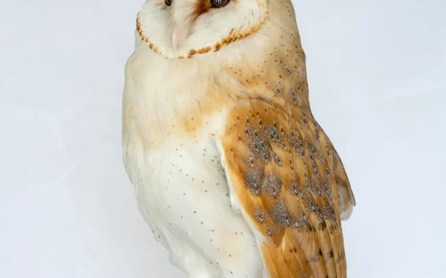 Fine Example of a professional Taxidermy Barn Owl (tyto alba)