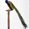 Taxidermy Indian Peafowl (Pavo cristatus) Peacock on Antique Plinth - Image 3
