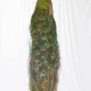 Taxidermy Indian Peacock (Pavo cristatus) on antique plinth For Sale UK