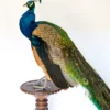 Taxidermy Indian Peacock (Pavo cristatus) on antique plinth For Sale UK