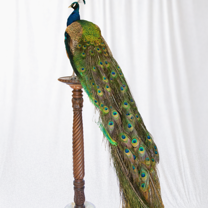 Taxidermy Peacock For Sale UK