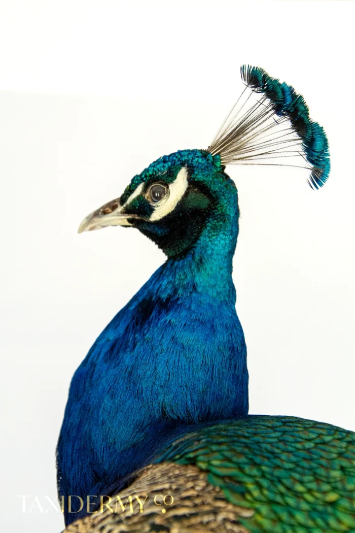 Taxidermy Indian Peacock (Pavo cristatus) For Sale