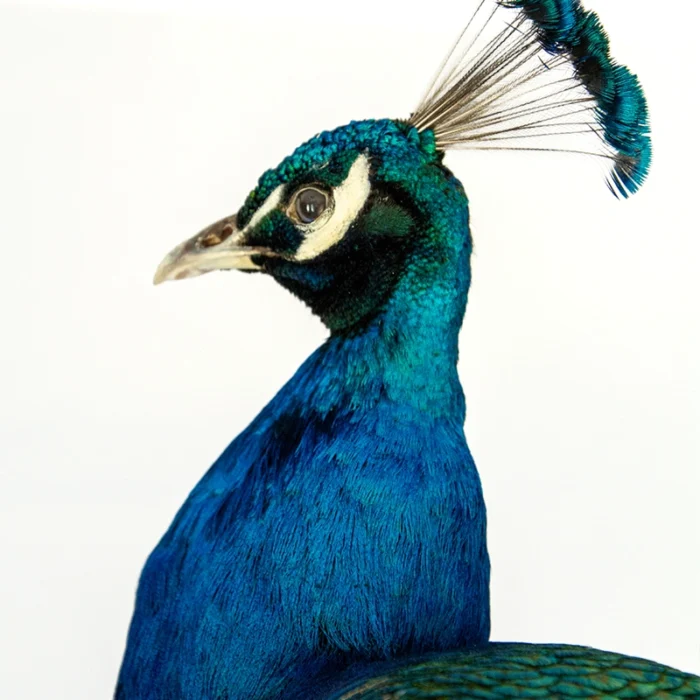 Taxidermy Indian Peacock (Pavo cristatus) For Sale