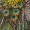 Taxidermy Indian Peafowl (Pavo cristatus) Peacock on Antique Plinth - Image 5