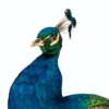Taxidermy Indian Peafowl (Pavo cristatus) Peacock on Antique Plinth - Image 6