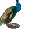 Taxidermy Indian Peafowl (Pavo cristatus) Peacock on Antique Plinth - Image 11
