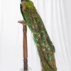 Taxidermy Indian Peacock (Pavo cristatus) on antique plinth For Sale UK
