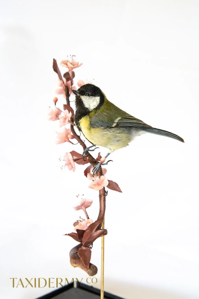 Taxidermy Great Tit (Parus major) displayed on hand crafted foliage and blossom under perspex display case
