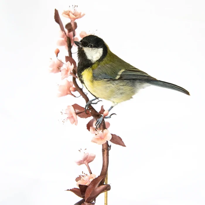 Taxidermy Great Tit (Parus major) displayed on hand crafted foliage and blossom under perspex display case