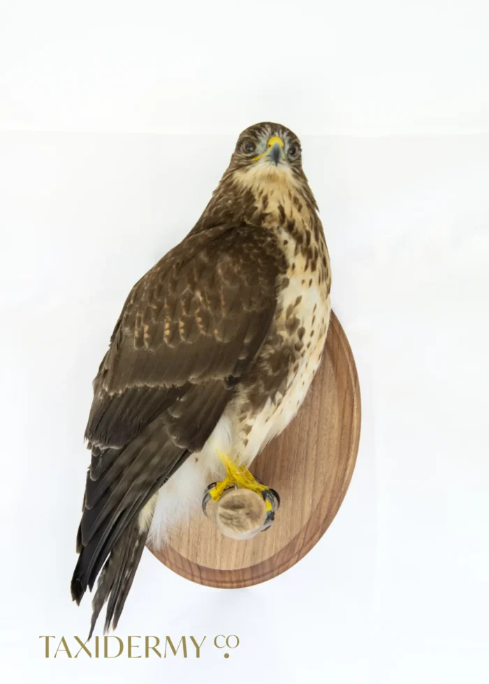 Professional, modern taxidermy Buzzard (buteo buteo) British bird of prey facing the viewer