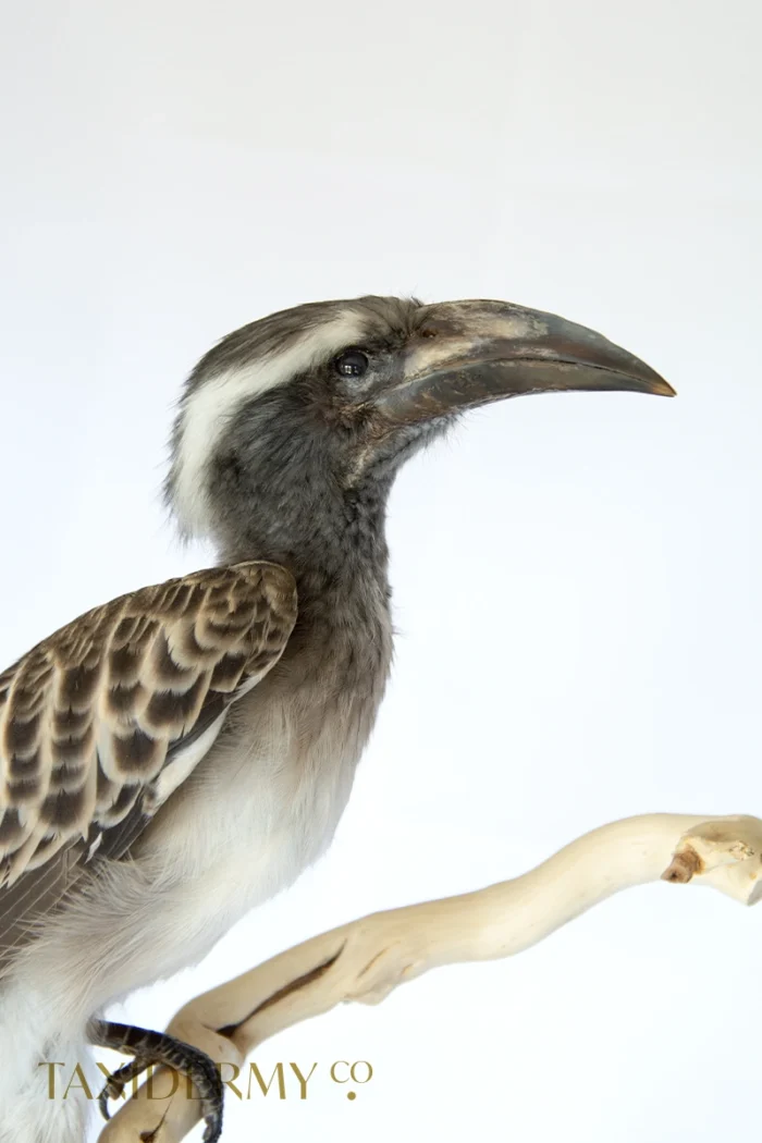 Example of a Taxidermy African Grey Hornbill (Lophoceros nasutus)