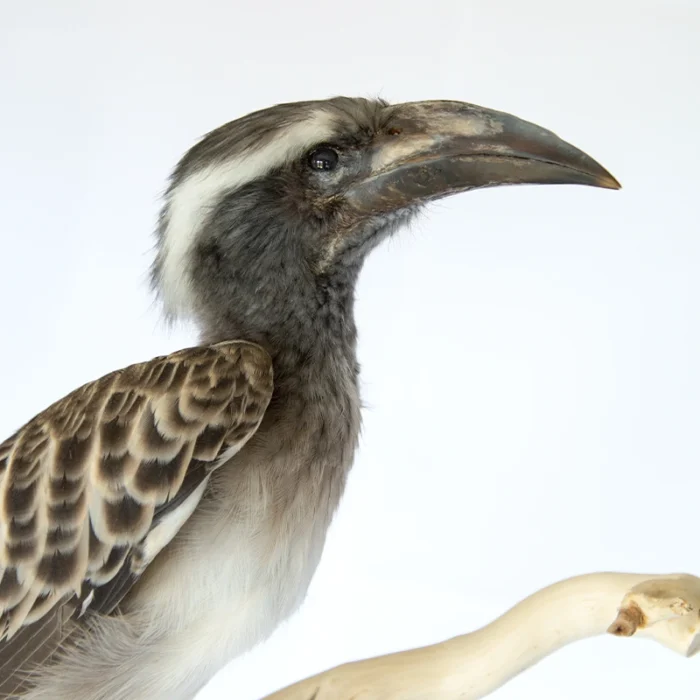 Example of a Taxidermy African Grey Hornbill (Lophoceros nasutus)