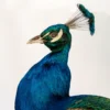 Taxidermy Indian Peacock (Pavo cristatus) on antique plinth For Sale UK