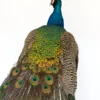 Taxidermy Indian Peacock (Pavo cristatus) on antique plinth For Sale UK
