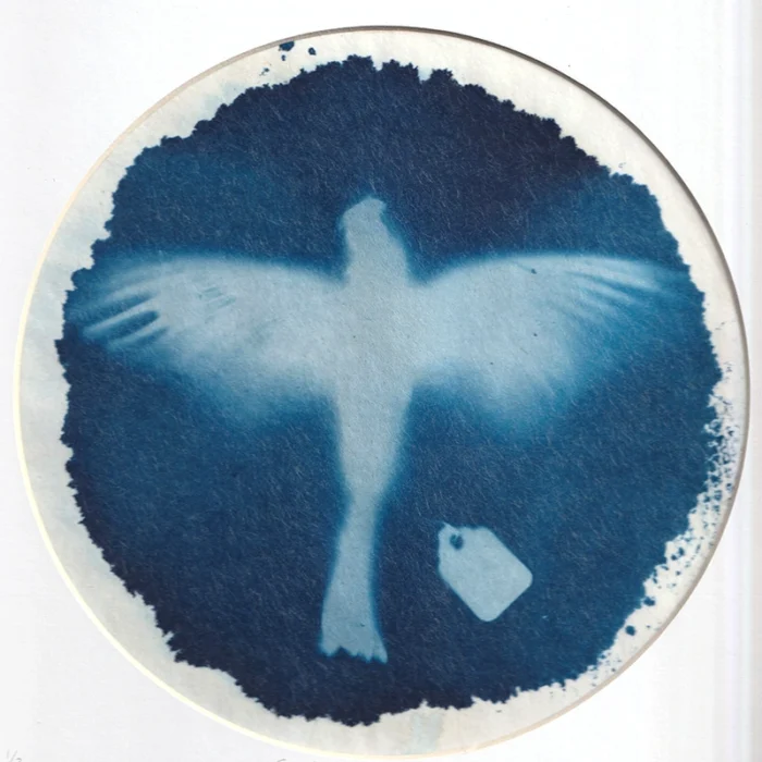 Original Cyanotype Print of a dead Greenfich (Carduelis chloris) Framed Taxidermy Specimen Art