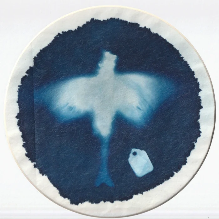 Original Cyanotype Print of a dead Greenfich (Carduelis chloris) Framed Taxidermy Art